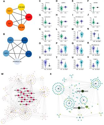 Identification of TIMP1-induced dysregulation of epithelial-mesenchymal transition as a key pathway in inflammatory bowel disease and small intestinal neuroendocrine tumors shared pathogenesis